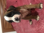 🐶 Boxer di 4 settimane (cucciolo) in vendita a Pojana Maggiore (VI) e in tutta Italia da privato