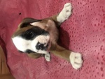 Cuccioli Boxer - Foto n. 3