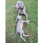 Disponibili Bellissimi Cuccioli Maschietti di Weimaraner - Foto n. 2