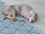 🐶 Weimaraner maschio di 10 mesi in vendita a Como (CO) da privato