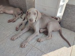 Disponibili Bellissimi Cuccioli Maschietti di Weimaraner - Foto n. 3