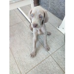 Disponibili Bellissimi Cuccioli Maschietti di Weimaraner - Foto n. 4