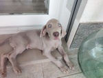 Disponibili Bellissimi Cuccioli Maschietti di Weimaraner - Foto n. 5