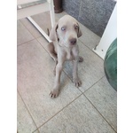 Disponibili Bellissimi Cuccioli Maschietti di Weimaraner - Foto n. 6