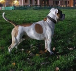 Amstaff Maschio Dickies - de paco per Accoppiamento