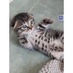 Cucciolo di scottish fold in cerca di una nuova casa