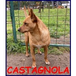 Castagnola Simil Pinscherina 2 anni 10 Kg