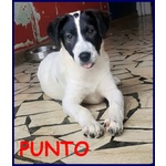 Punto Cucciolo 4 mesi Trovato per Strada