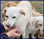 Caciotta 2 anni 10 kg Recuperata con Tutti i suoi Cuccioli - Foto n. 3