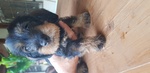 🐶 Bassotto Tedesco femmina di 7 settimane (cucciolo) in vendita a Cesena (FC) e in tutta Italia da privato