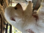 🐶 Volpino Italiano maschio di 5 settimane (cucciolo) in vendita a Castelvetro di Modena (MO) e in tutta Italia da privato