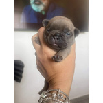 🐶 Bulldog Francese femmina di 2 settimane (cucciolo) in vendita a Roma (RM) da privato