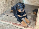 🐶 Dobermann in vendita a Palermo (PA) da privato