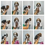 🐶 Beagle maschio di 1 settimana (cucciolo) in vendita a Aquino (FR) e in tutta Italia da privato