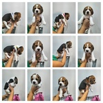 🐶 Beagle maschio di 6 mesi in vendita a Aquino (FR) e in tutta Italia da privato