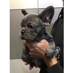 🐶 Bulldog Francese femmina di 3 mesi in vendita a Milano (MI) da privato