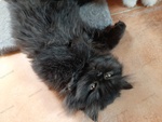Gattino nero Persiano - Foto n. 3