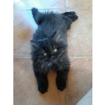 Gattino nero Persiano