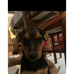 Cuccioli di Pinscher - Foto n. 2