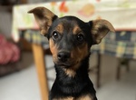 🐶 Pinscher maschio in vendita a L'Aquila (AQ) e in tutta Italia da privato