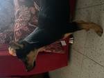 Cuccioli di Pinscher - Foto n. 5