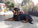 Rottweiler Cuccioli con Pedigree