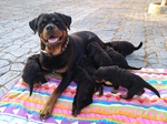 Rottweiler Cuccioli con Pedigree - Foto n. 2