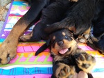 Rottweiler Cuccioli con Pedigree - Foto n. 5