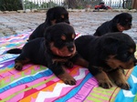 Rottweiler Cuccioli con Pedigree - Foto n. 6