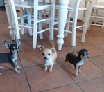 Cuccioli di Chihuahua a pelo Corto
