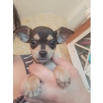Cuccioli di Chihuahua a pelo Corto - Foto n. 3