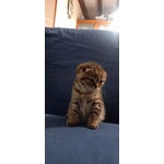 🐱 Scottish fold Femmina di 8 mesi in Vendita a Parre (bg) e in Tutta Italia da Privato