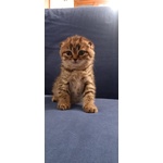 Scottish fold e Straight con Pedigree - Foto n. 2