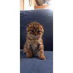 Scottish fold e Straight con Pedigree - Foto n. 3