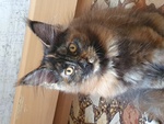 Gattina Ma8ne Coon black Tortie smoke