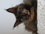 Gattina Ma8ne coon Black Tortie Smoke - Foto n. 2