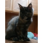 Gattina Ma8ne coon Black Tortie Smoke - Foto n. 4