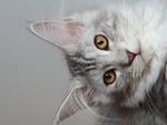 🐱 Maine Coon femmina di 11 anni e 9 mesi in vendita a Venezia (VE) e in tutta Italia da privato