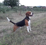 🐶 Beagle Maschio di 4 anni e 10 mesi in Accoppiamento a Bergamo (bg) e in Tutta Italia da Privato