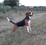 🐶 Beagle maschio di 5 anni e 4 mesi in accoppiamento a Bergamo (BG) e in tutta Italia da privato