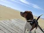 Beagle Maschio per Accoppiamento - Foto n. 2