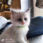 🐱 Ragdoll femmina di 8 mesi in vendita a Livorno (LI) e in tutta Italia da privato