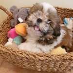 Shih-Tzu Cuccioli shih Tzu