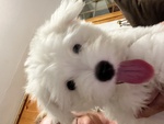 Cucciolotti di Coton de Tulear - Foto n. 2