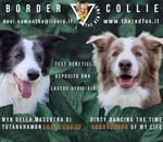 Cuccioli Border Collie - Foto n. 4