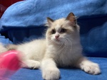 🐱 Ragdoll femmina di 10 mesi in vendita a Torino (TO) e in tutta Italia da privato