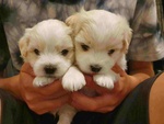 Bellissimi Batufoli Coton de Tulear con Pedigree - non è Maltese, ma era L'opzione più Simile....