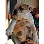 🐶 Bulldog Inglese in vendita a Brescia (BS) e in tutta Italia da privato