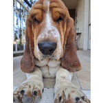 🐶 Bassethound maschio di 2 anni e 2 mesi in adozione a Saronno (VA) e in tutta Italia da privato