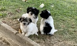 🐶 Maltese di 9 mesi in vendita a Trento (TN) e in tutta Italia da privato